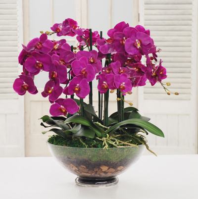 Orkide Arajman (10 dal orkide)