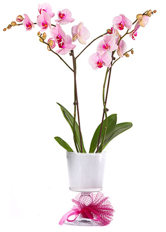 Orkide Zarif Bir Arajman