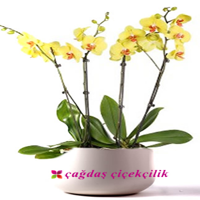 Sarı Orkide 2 SAKSI 4 DAL